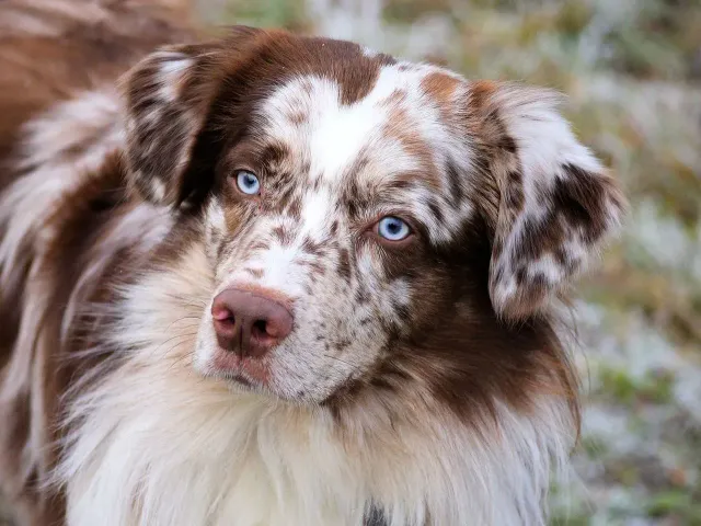 Red Merle Aussie mit blauen Augen