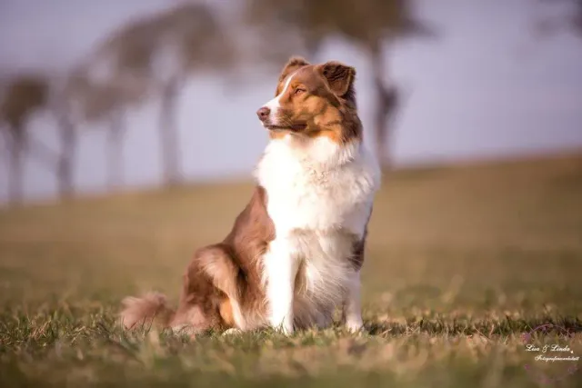 Aussie im Feld — Colored-Eyes-Aussies