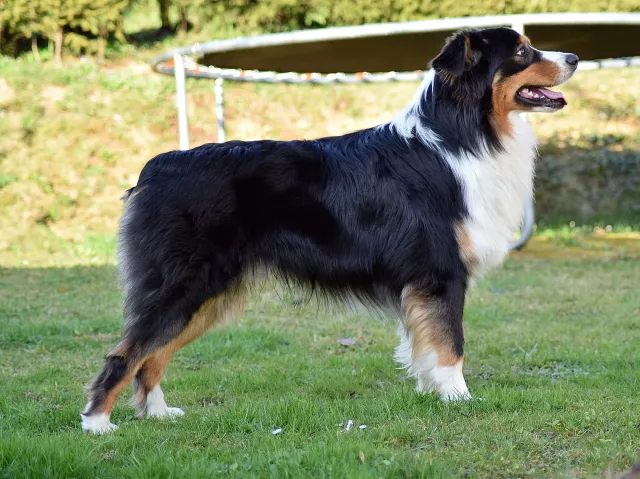 Standard Aussie im Profil im Garten