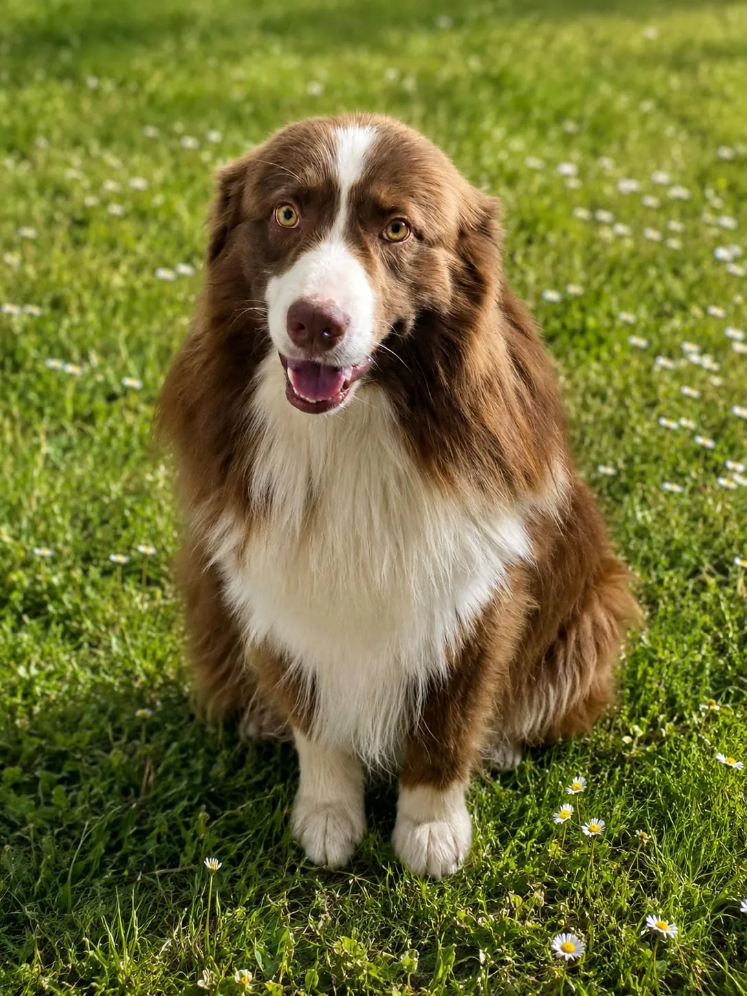 Jim — Standard Aussie Rüde, red bi