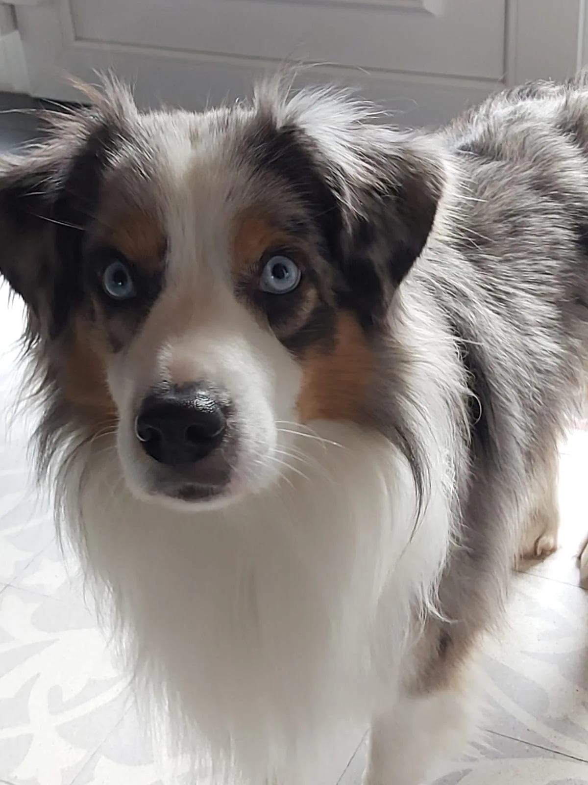 Leo — Mini Aussie Rüde, blue merle
