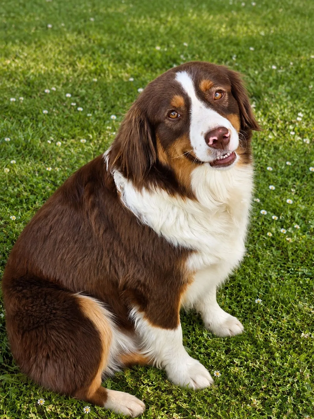 Mai Tai — Mini Aussie Hündin, red-tri