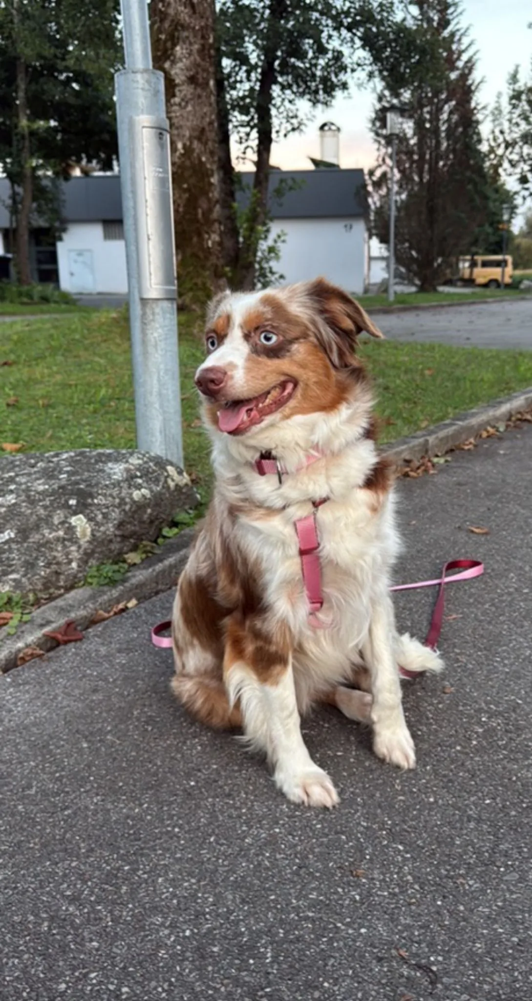 Aussie im Garten — Colored-Eyes-Aussies