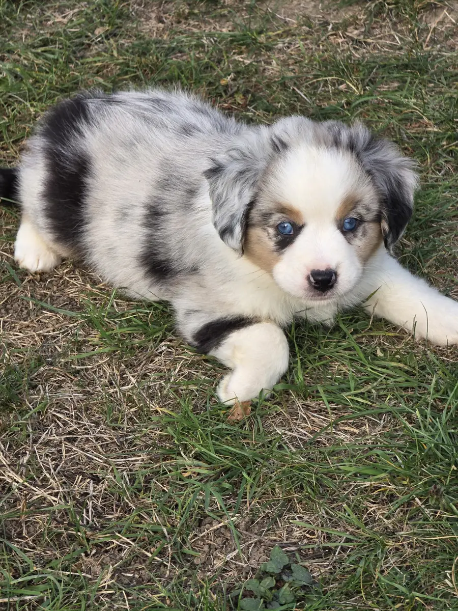 Welpe · Hündin · Blue-merle