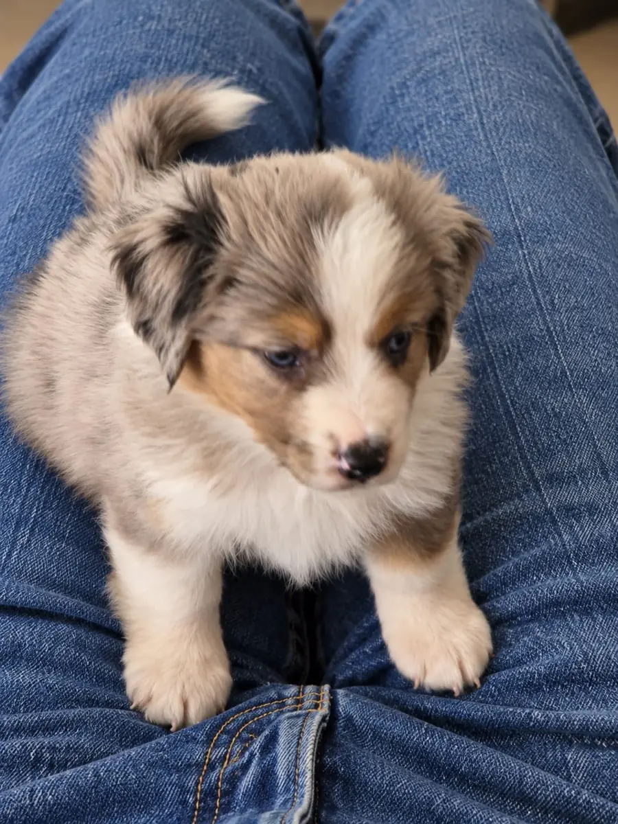 Welpe · Hündin · Blue-merle, zweites Foto