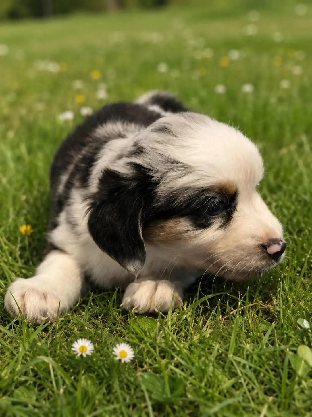Welpe · Hündin · Blue-merle