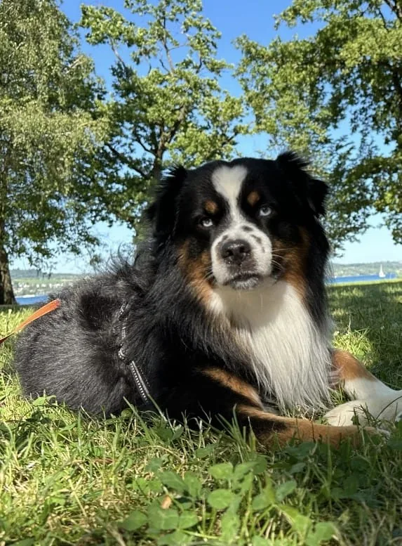 Yaro — Mini Aussie Rüde, black tri