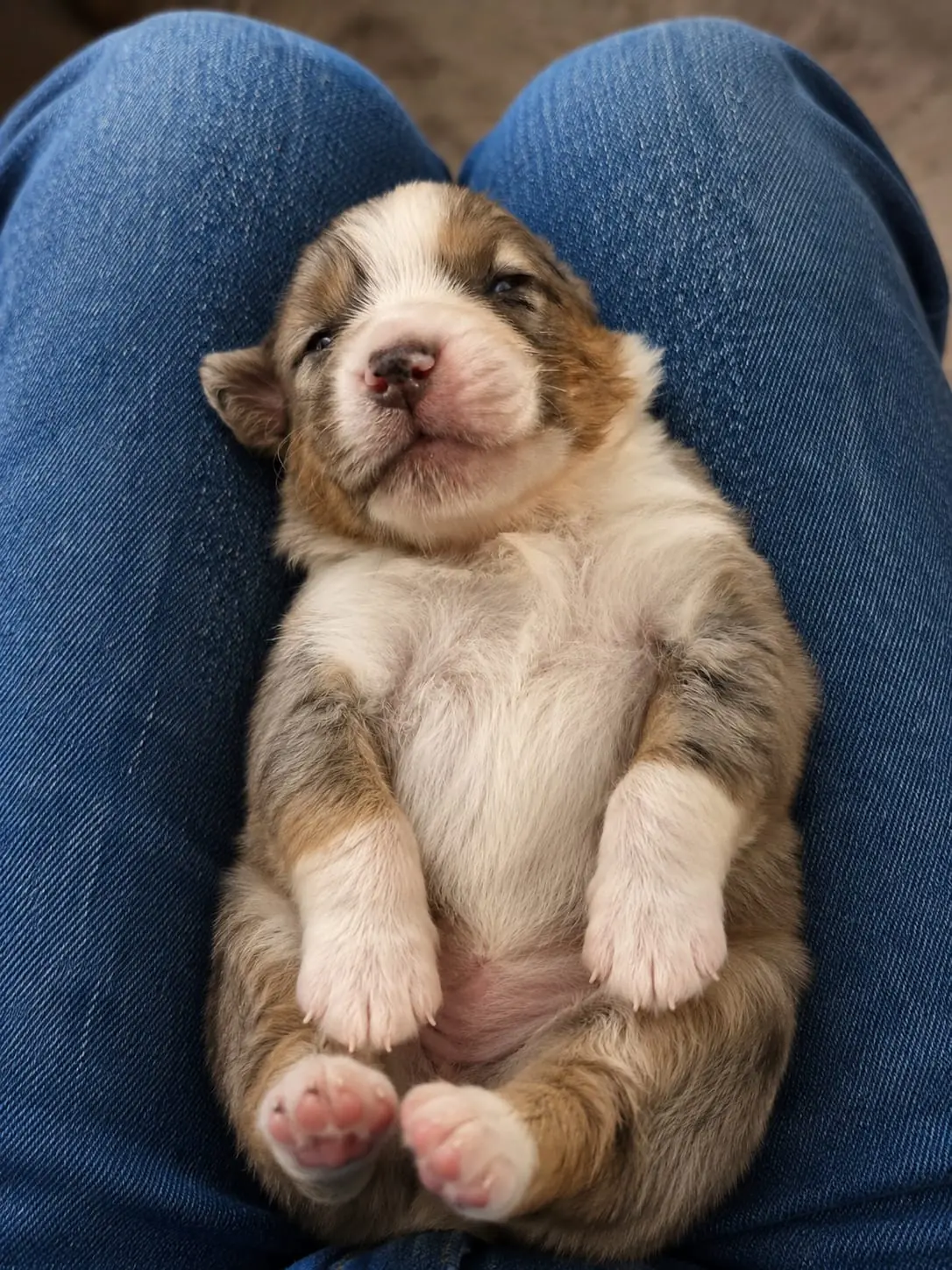 Welpe · Hündin · Blue-merle