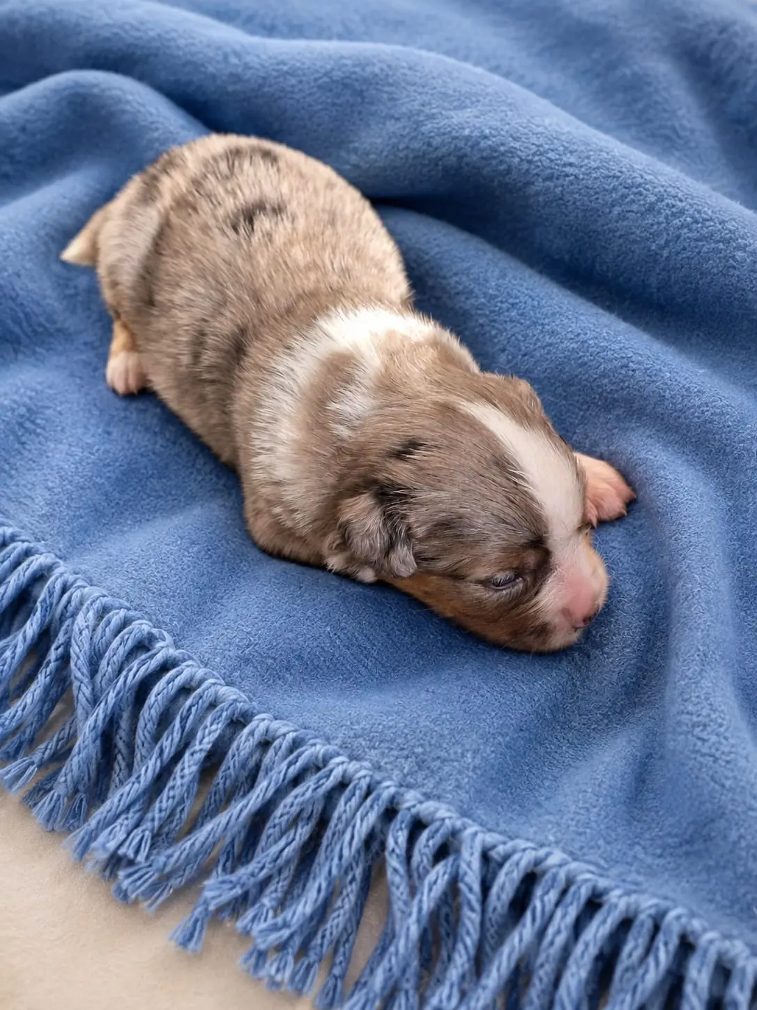 Welpe · Hündin · Blue-merle